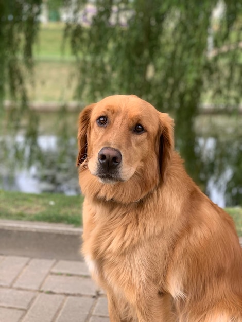 Retriever dog sits on the river bank in the park against the background of willow and smiles