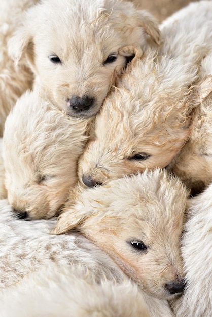 Retriever puppies beautiful cute fur