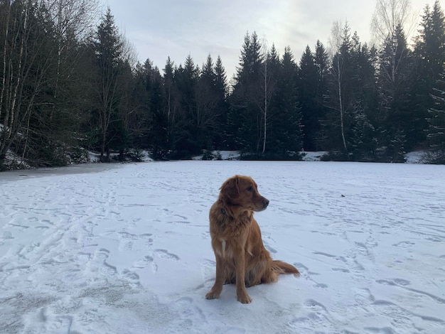 Retriever sits on ice in the center of a forest lake in winter