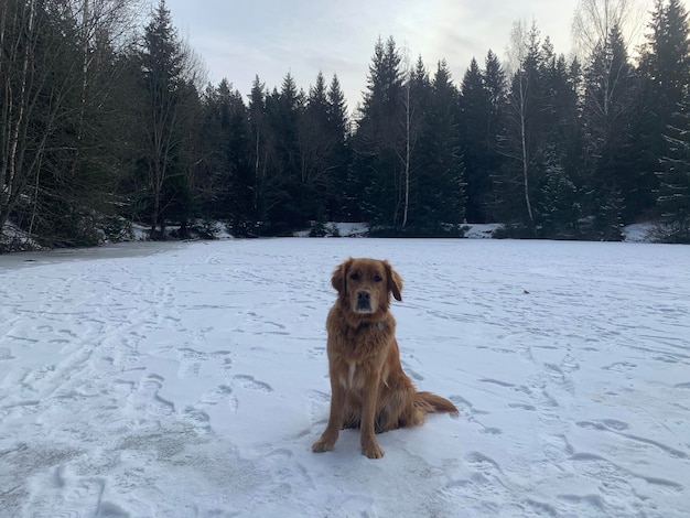 Retriever sits on ice in the center of a forest lake in winter