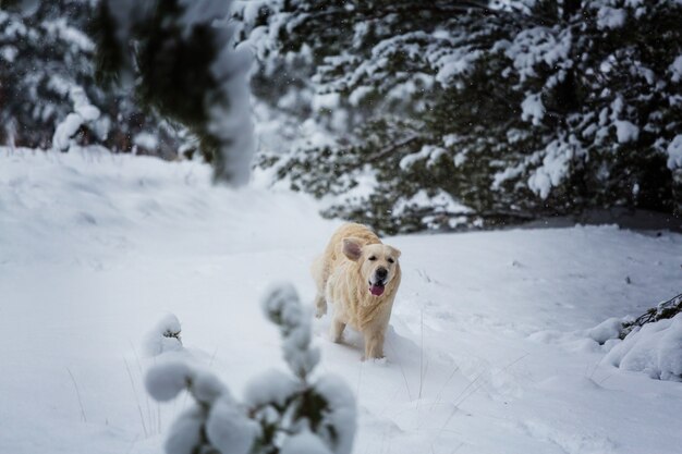 Retriever in winter forest