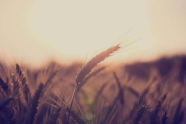 Retro vintage style image of a wheat field at sunrise with ears of ripening wheat back lit by the sun with copyspace over the sky in an agricultural and nature background concept.