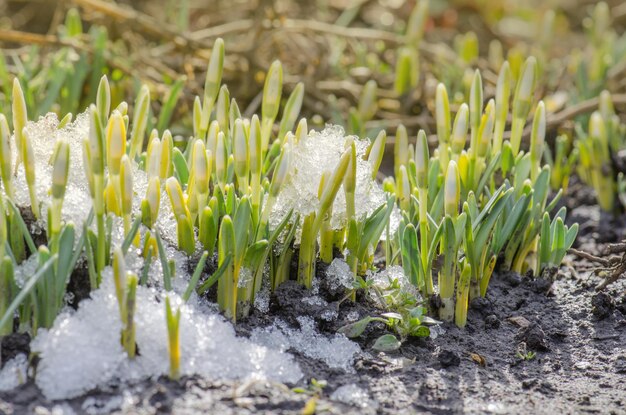 Revival of spring flower with bud Awakening of nature Snowdrops first flowers