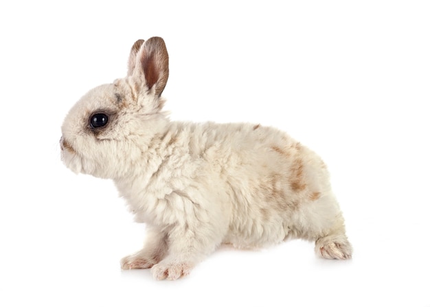 Rex rabbit in front of white background