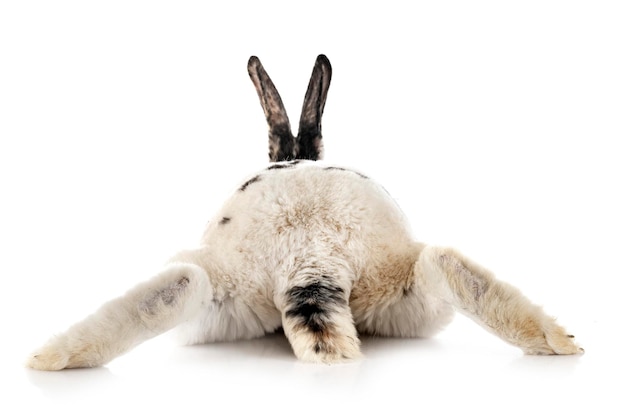 Photo rex rabbit in front of white background