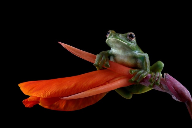 Rhacophorus dulitensis closeup on flower