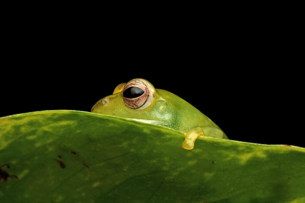 Rhacophorus dulitensis closeup on green leaves Jade tree frog closeup on green leaves Indonesian tree frog