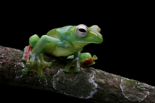 Rhacophorus dulitensis closeup on green leaves Jade tree frog closeup on green leaves