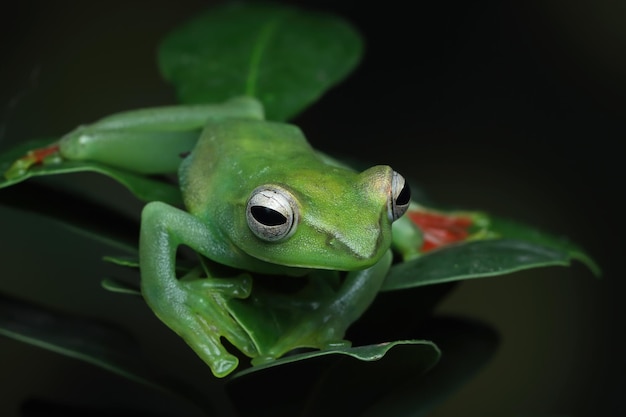 Rhacophorus dulitensis closeup on green leaves