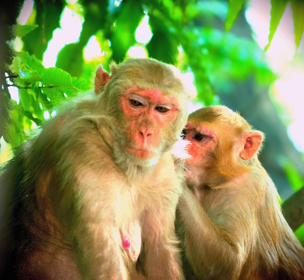 The Rhesus Macaque Monkey sitting on the tree top