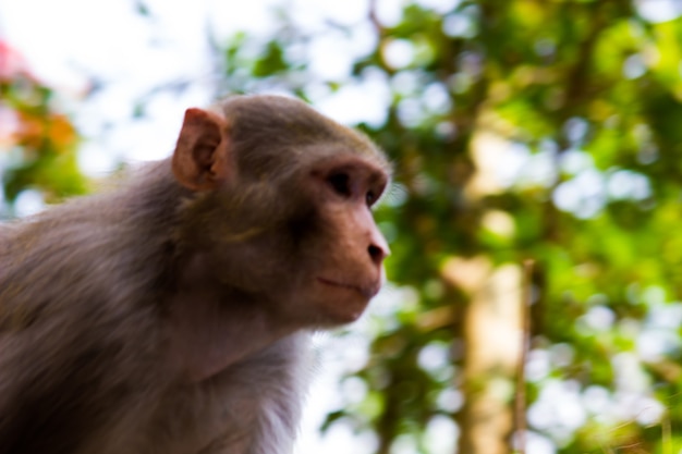 Rhesus macaques monkey  are familiar brown primates or apes with red faces and rears