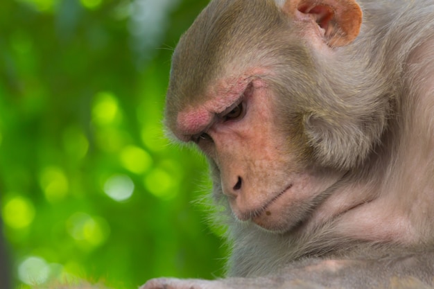 Rhesus macaques monkey are familiar brown primates or apes with red faces and rears