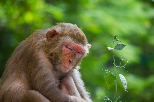 rhesus monkey monkey primate mulatta  nature outdoors rhesus macaque ape animals monkeys