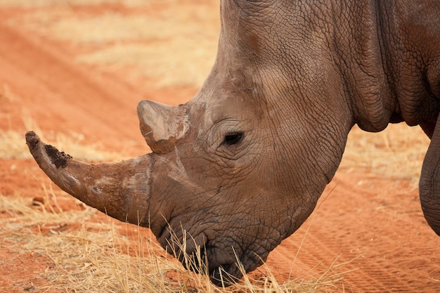 The rhino is very close Kalahari Desert Namibia