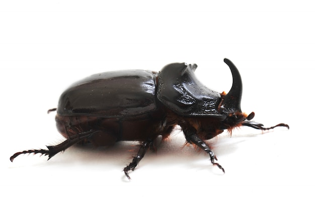 rhinoceros beetle bug isolated on white background