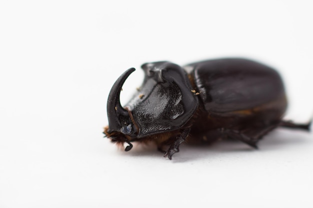 Rhinoceros beetle closeup on white background Dried beetle