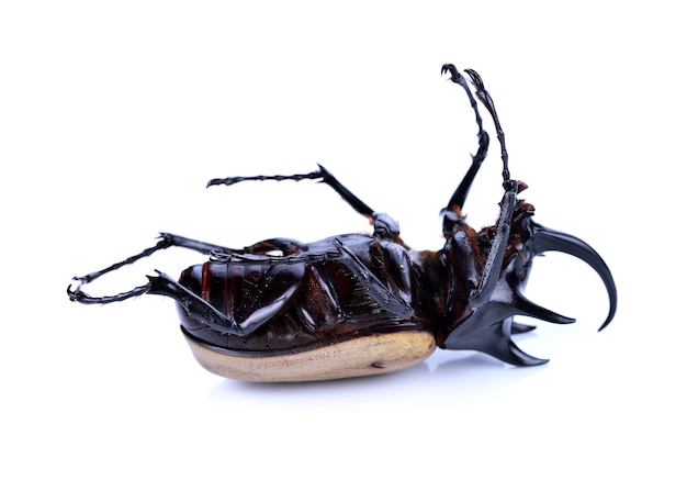 Rhinoceros beetle, Rhino beetle, Hercules beetle, Unicorn beetle