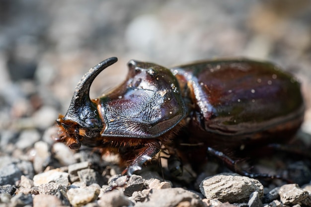 Rhinoceros beetle traveling on a forest road, incredible wildlife