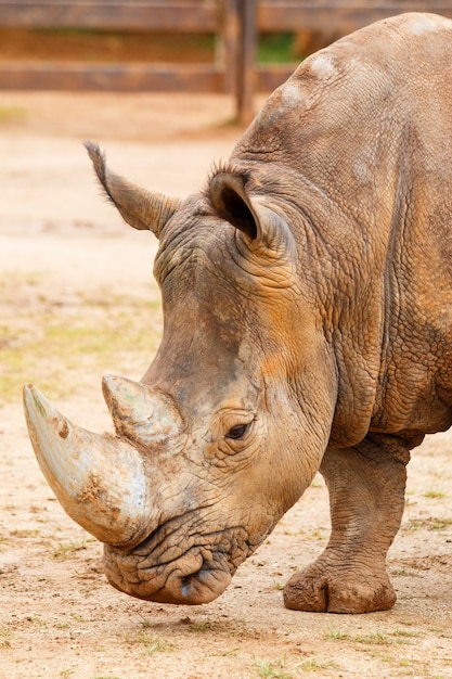 Rhinoceros flat portrait