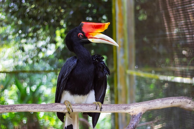 Rhinoceros hornbill bird in borneo