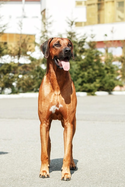 Rhodesian Ridgeback dog outdoor portrait