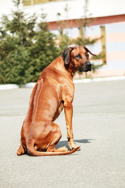 Rhodesian Ridgeback dog outdoor portrait