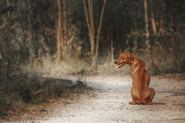 Rhodesian Ridgeback dog outdoor portrait