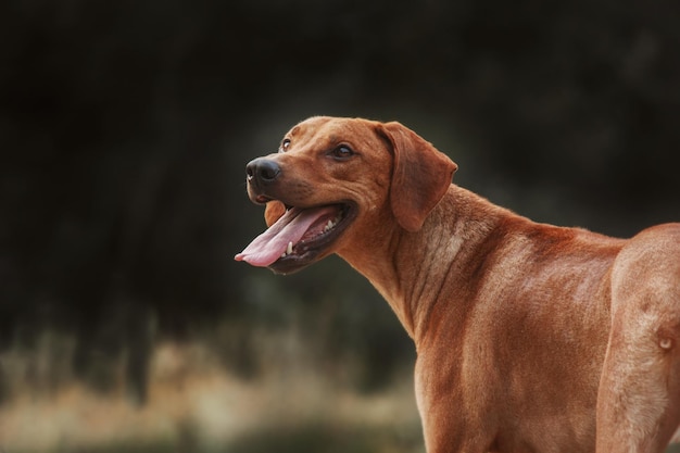 Rhodesian Ridgeback dog outdoor portrait