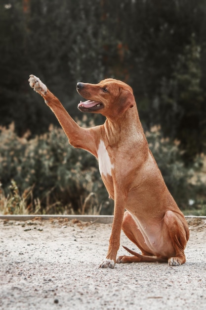 Rhodesian Ridgeback dog outdoor portrait