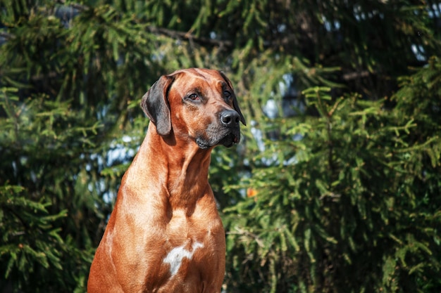 Rhodesian Ridgeback dog outdoor portrait