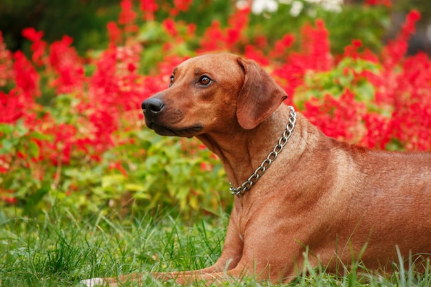 Rhodesian Ridgeback dog outdoor portrait