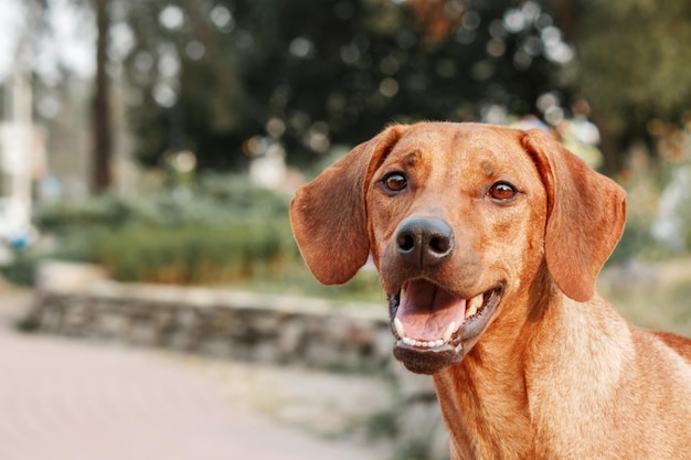 Rhodesian Ridgeback dog outdoor portrait