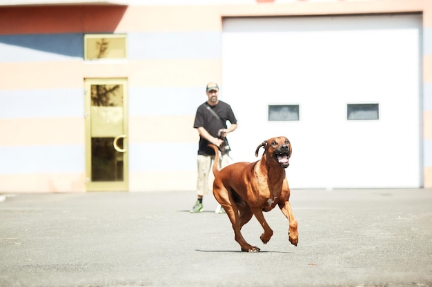 Rhodesian Ridgeback dog outdoor portrait