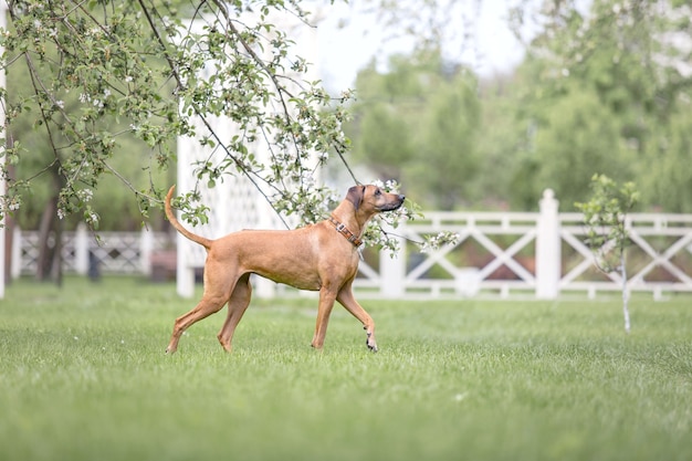 Rhodesian Ridgeback dog outdoor Spring