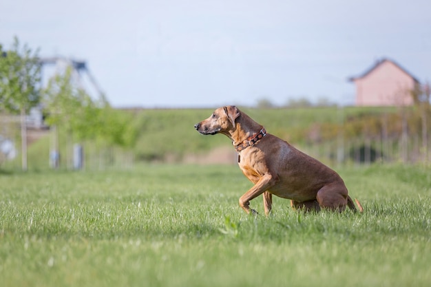 Rhodesian Ridgeback dog outdoor Spring