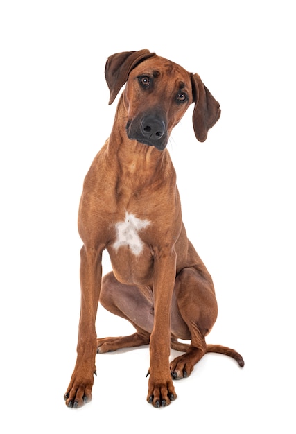 Rhodesian Ridgeback in studio