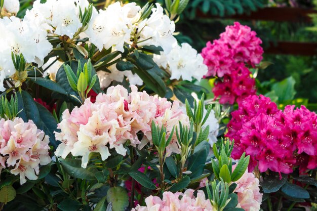 Rhododendron (azalea) flowers of various colors in the spring garden