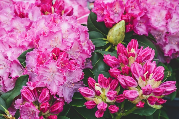 Rhododendron blooming flowers in the spring garden Beautiful pink Alpine Rose closeup Floral pattern background Flowerbed of red azalea