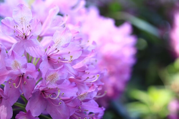 Rhododendron blossom Blooming rhododendrons in a park or botanical garden Natural background