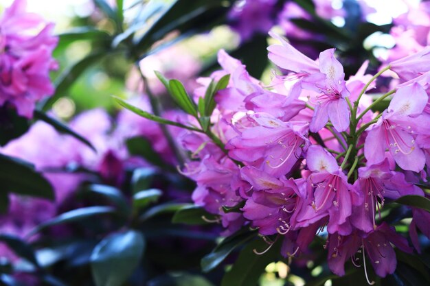 Rhododendron blossom Shrubs blooming with pink and purple flowers Flowers of bright colors closeup