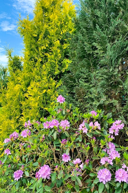 Rhododendron bush blooming with pink flowers Studio Photo