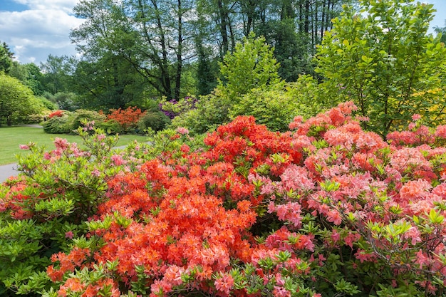 Rhododendron bushes on spring garden landscape