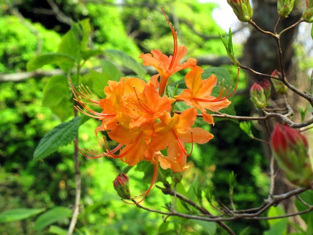 Rhododendron calendulaceum. Iturraran Botanical Garden. Gipuzkoa (GuipÃºzcoa). Spain