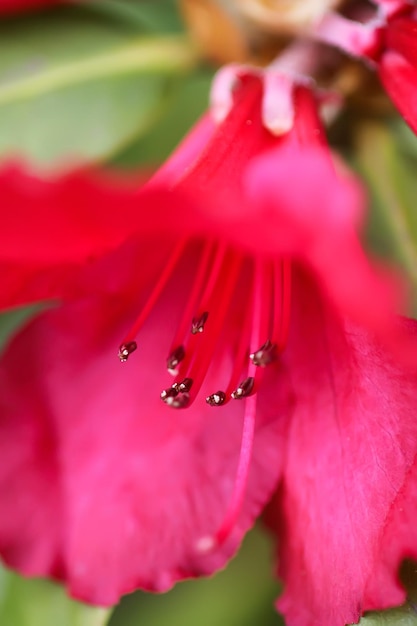 Rhododendron flowers Beauty in nature Beautiful spring blooming background