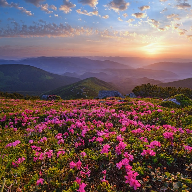 Rhododendron flowers on early morning summer misty mountain top