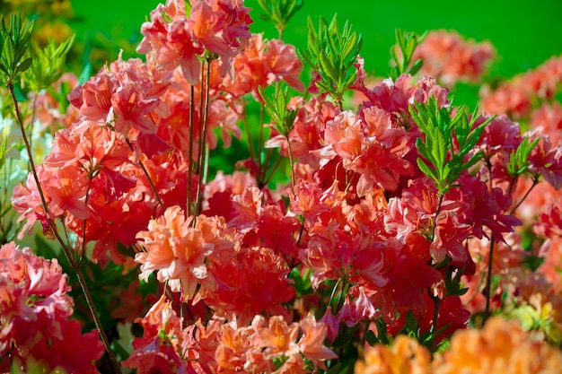 Rhododendron flowers in the garden natural flower background