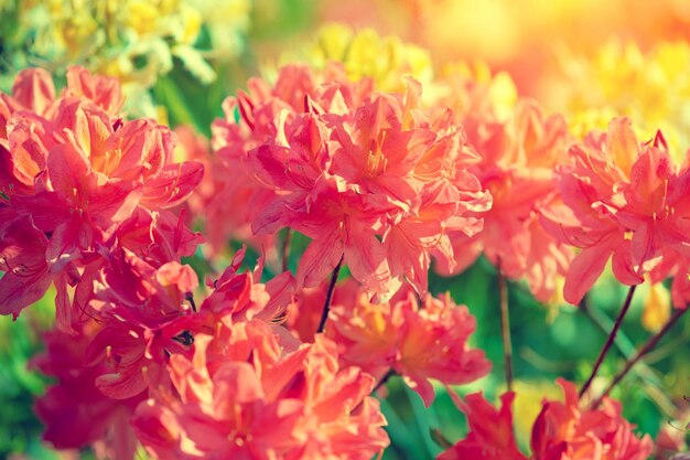 Rhododendron flowers in the garden natural flower background