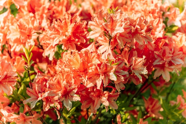 Rhododendron flowers in the garden natural flower background