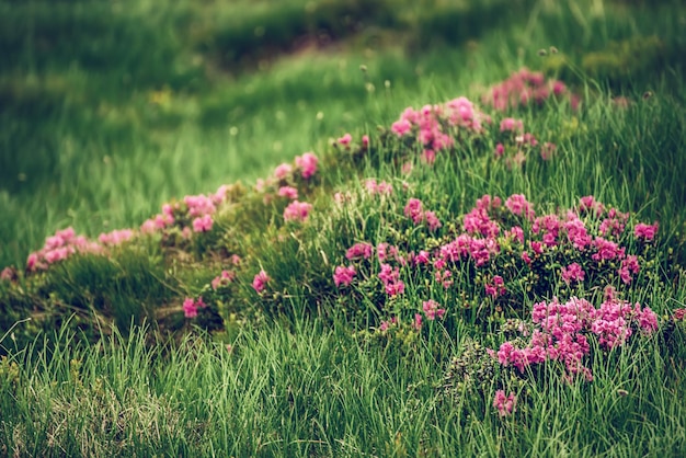 Rhododendron flowers in nature