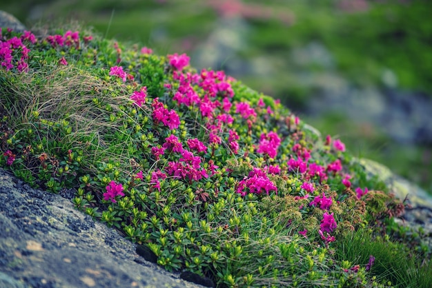 Rhododendron flowers in nature